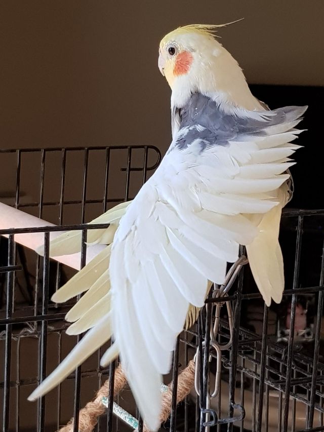 Bird watching