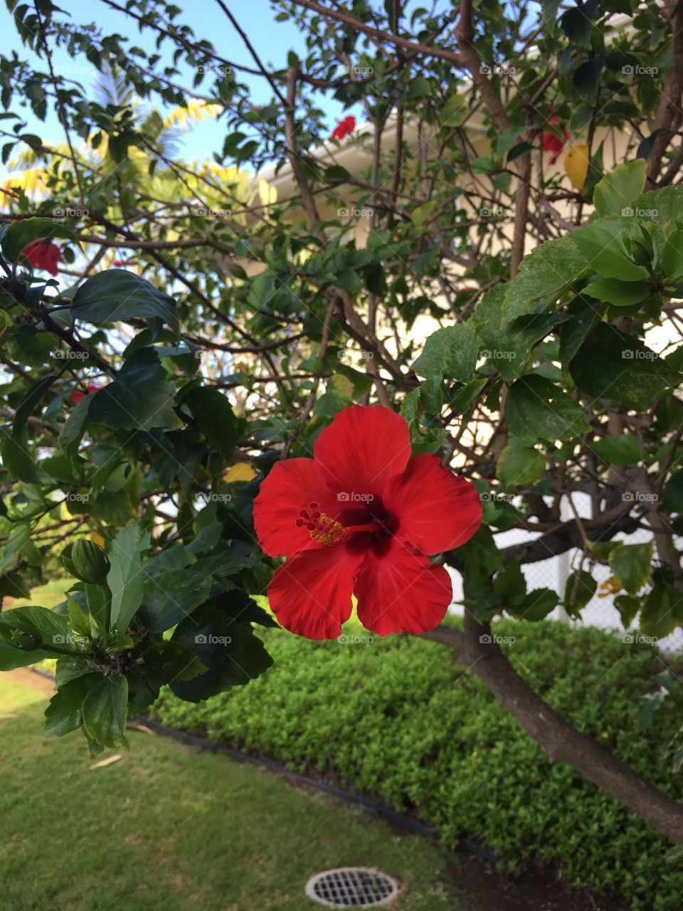 Hibiscus bloom!  Hawaii. 