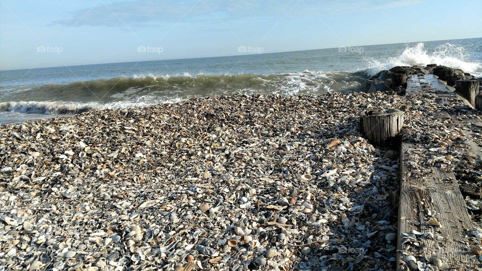 Edisto Beach SC seashells