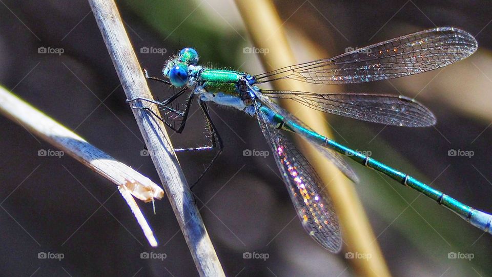 Caballito del Diablo