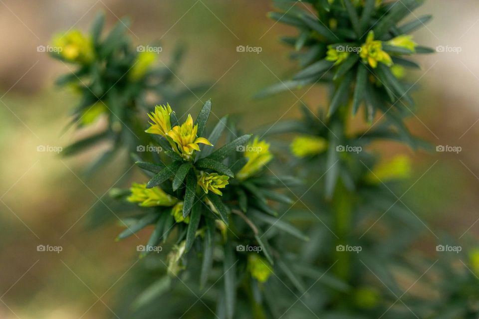 Yew flowering , selective focus 