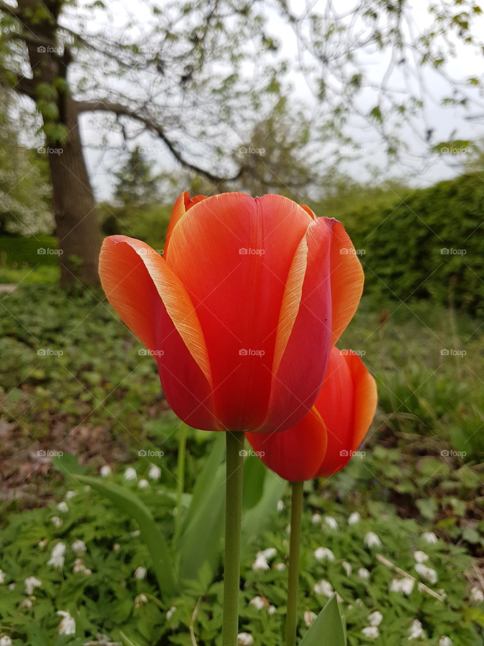 So schön kann nur eine tulip sein
