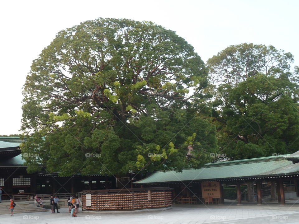 trees in Kyoto