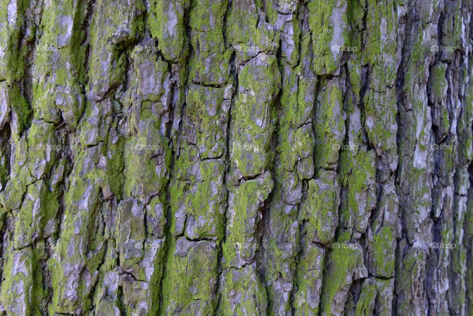 Bark of a tree
