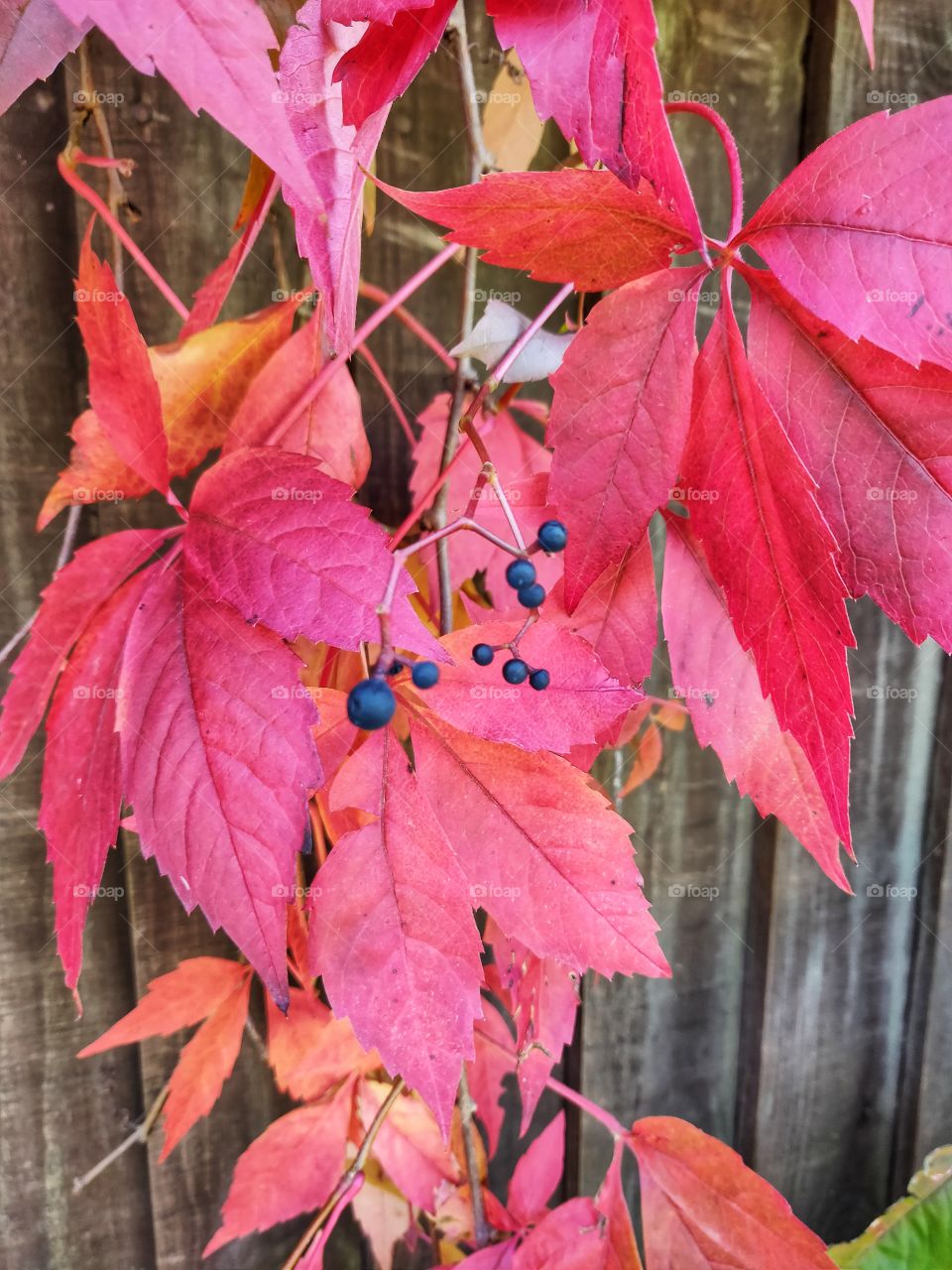 autumn leaves are so beautiful