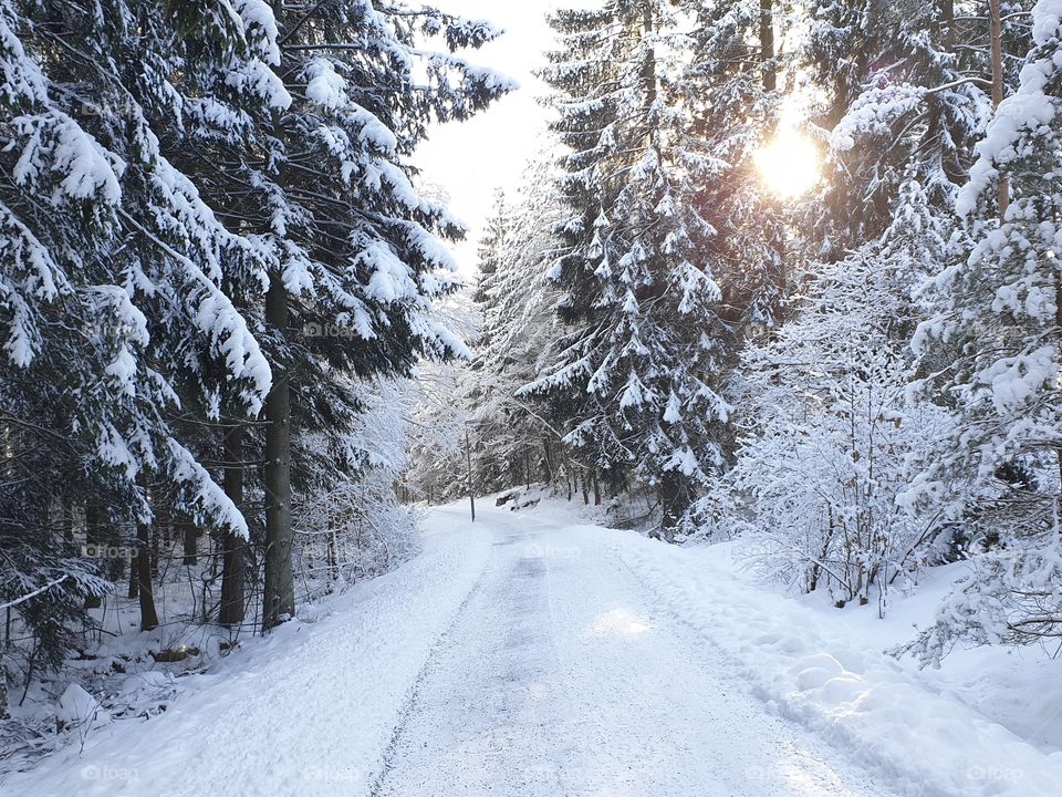 Beautiful sunny winter day snowy woods, fin solig vinterdag i skogen med mycket snö 