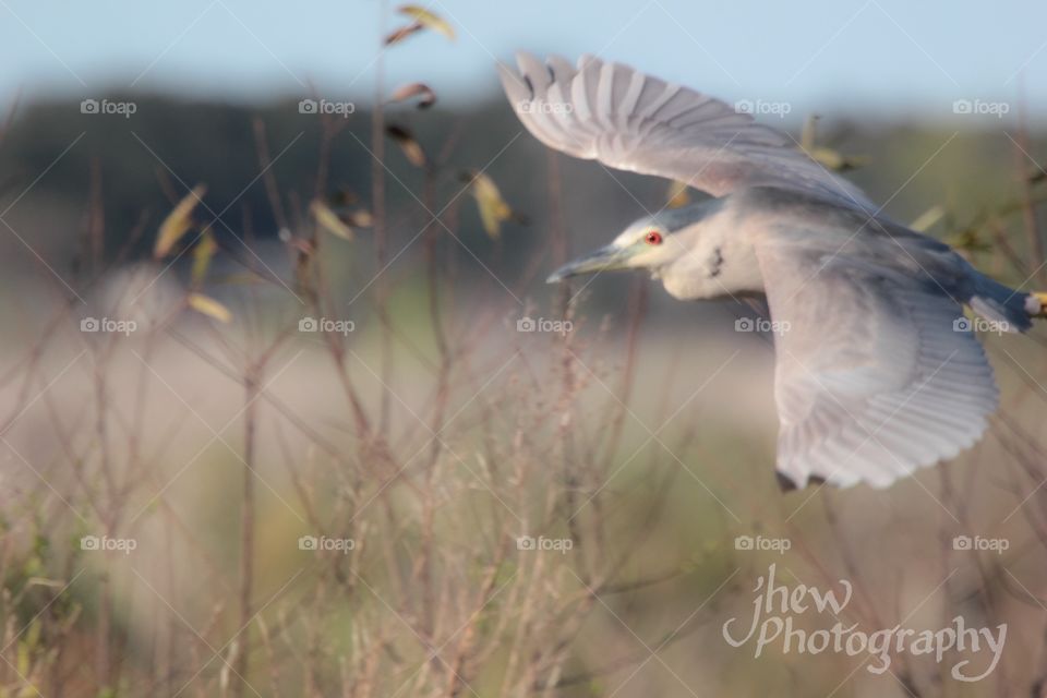Black crowned night heron- soft focus but I still liked it! 