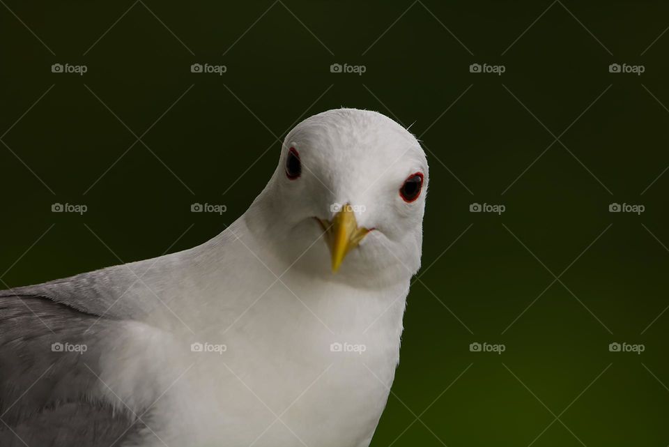 Seagull