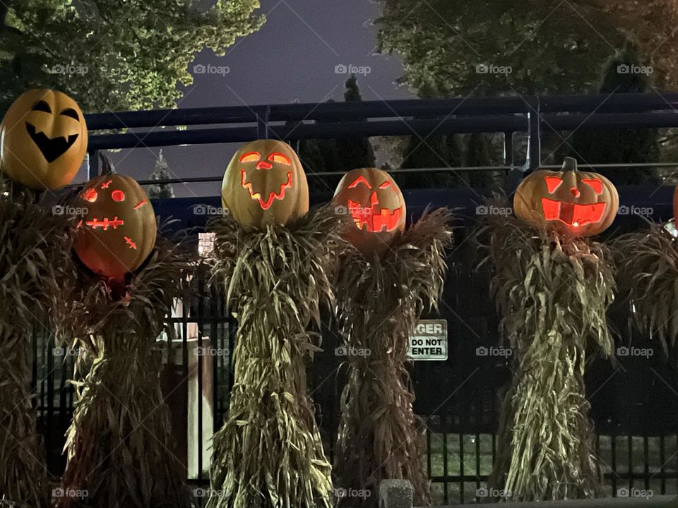 Jack o lanterns lit up with orange light