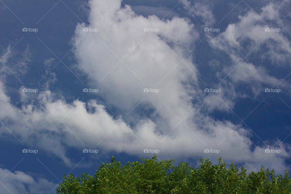 White cumulous clouds and the tops of leafy trees against the dark, threatening sky of an approaching storm