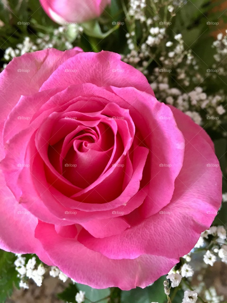 Pink Rose