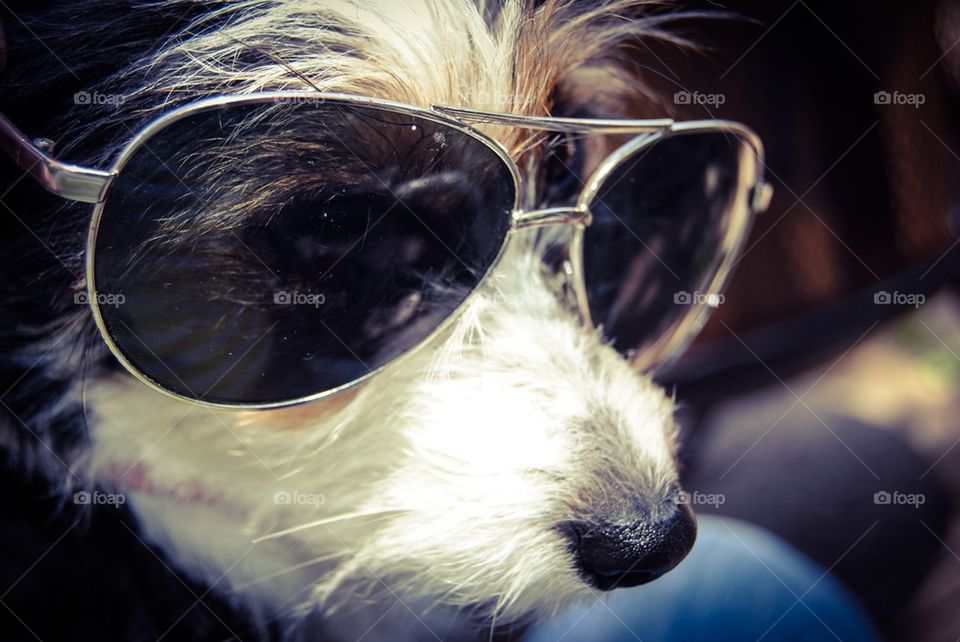 One cool dog!