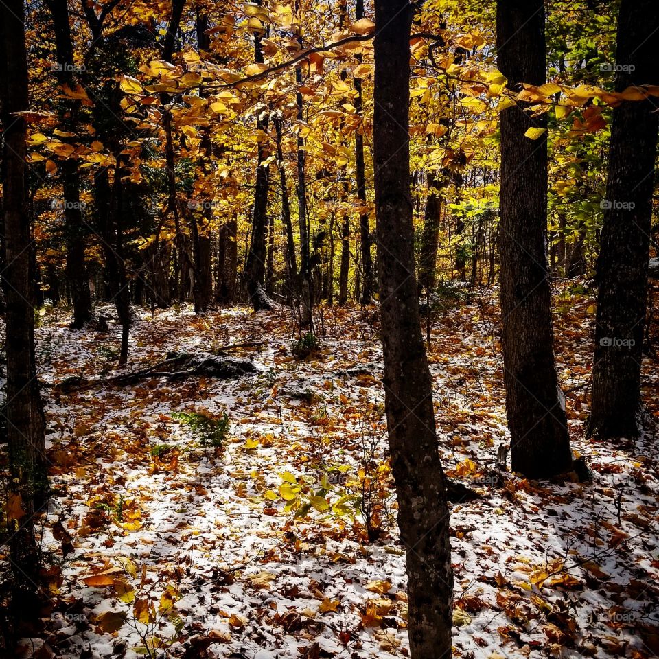 Colorful and snow cover woodland scene taken in October 2018 in Rangeley, Maine.