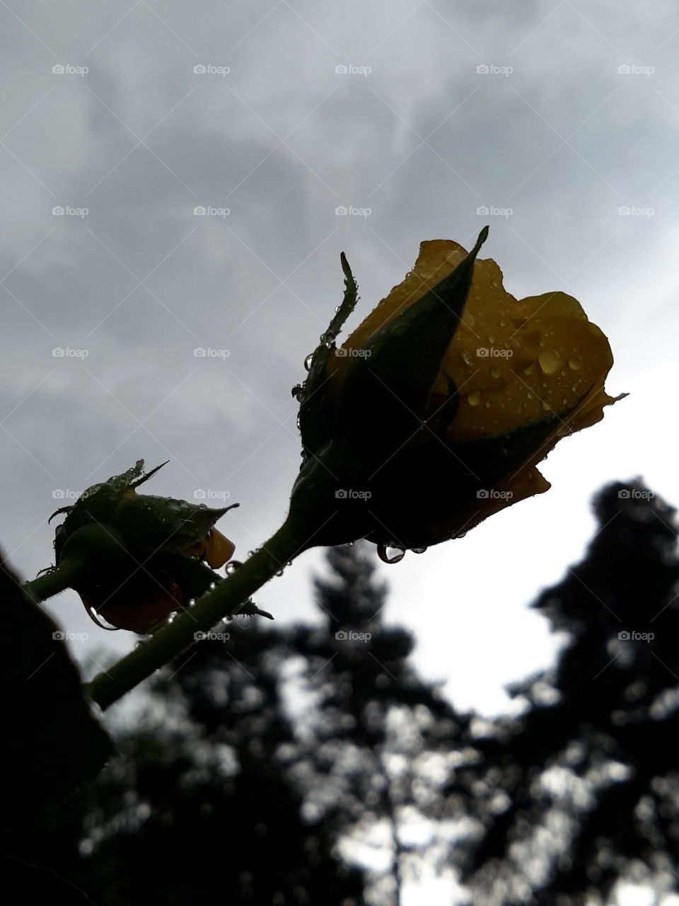 Autumn. Rose in the drops