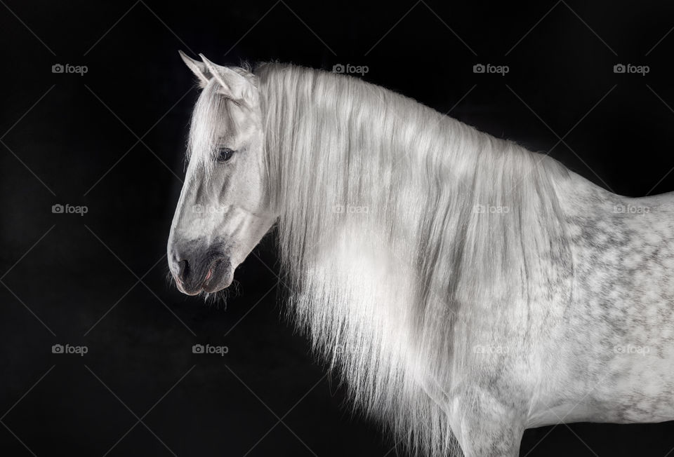 Grey PRE (Andalusian) horse on black