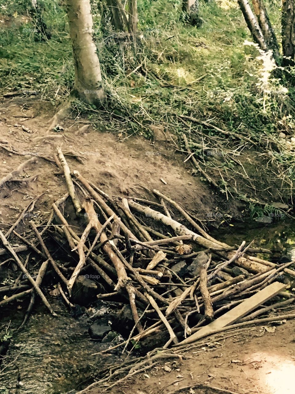 A dam made of sticks, it was probably built by children passing along this route earlier. Found crossing a stream in the Northumberland National Park.