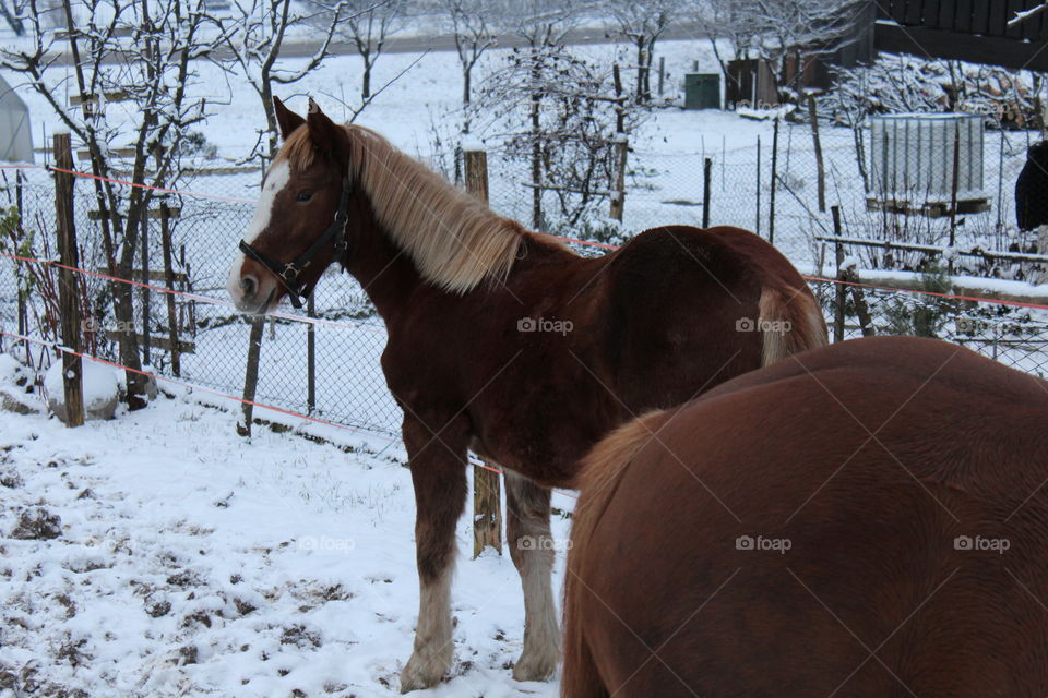 a horse in winter