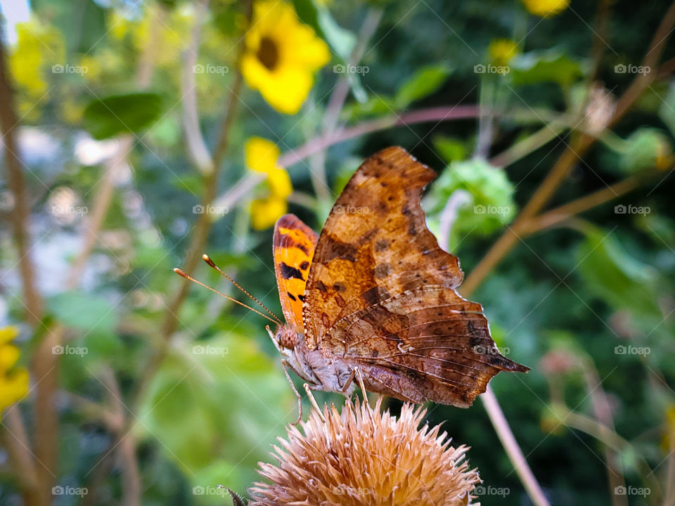 Question mark butterfly standing on a dried sunflower bud with its wings up.