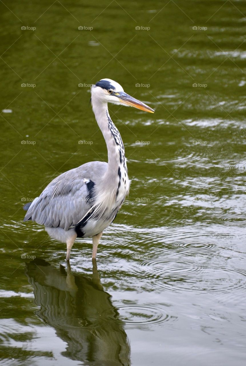 A crane bird