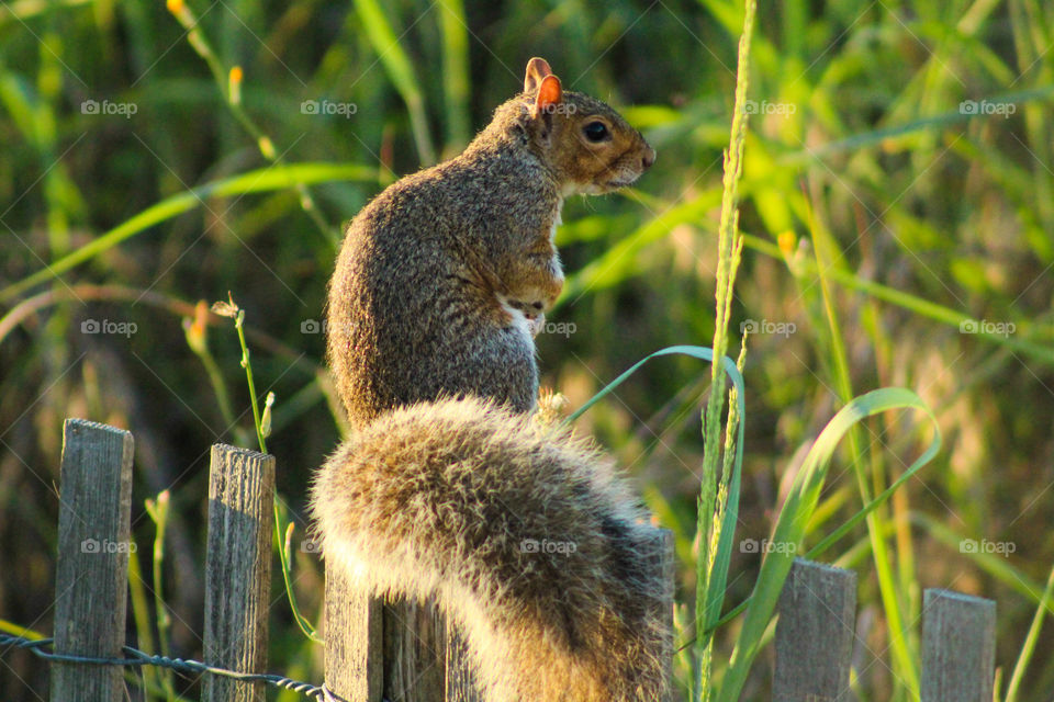 A grey squirrel with big fluffy tail sits on a fence
