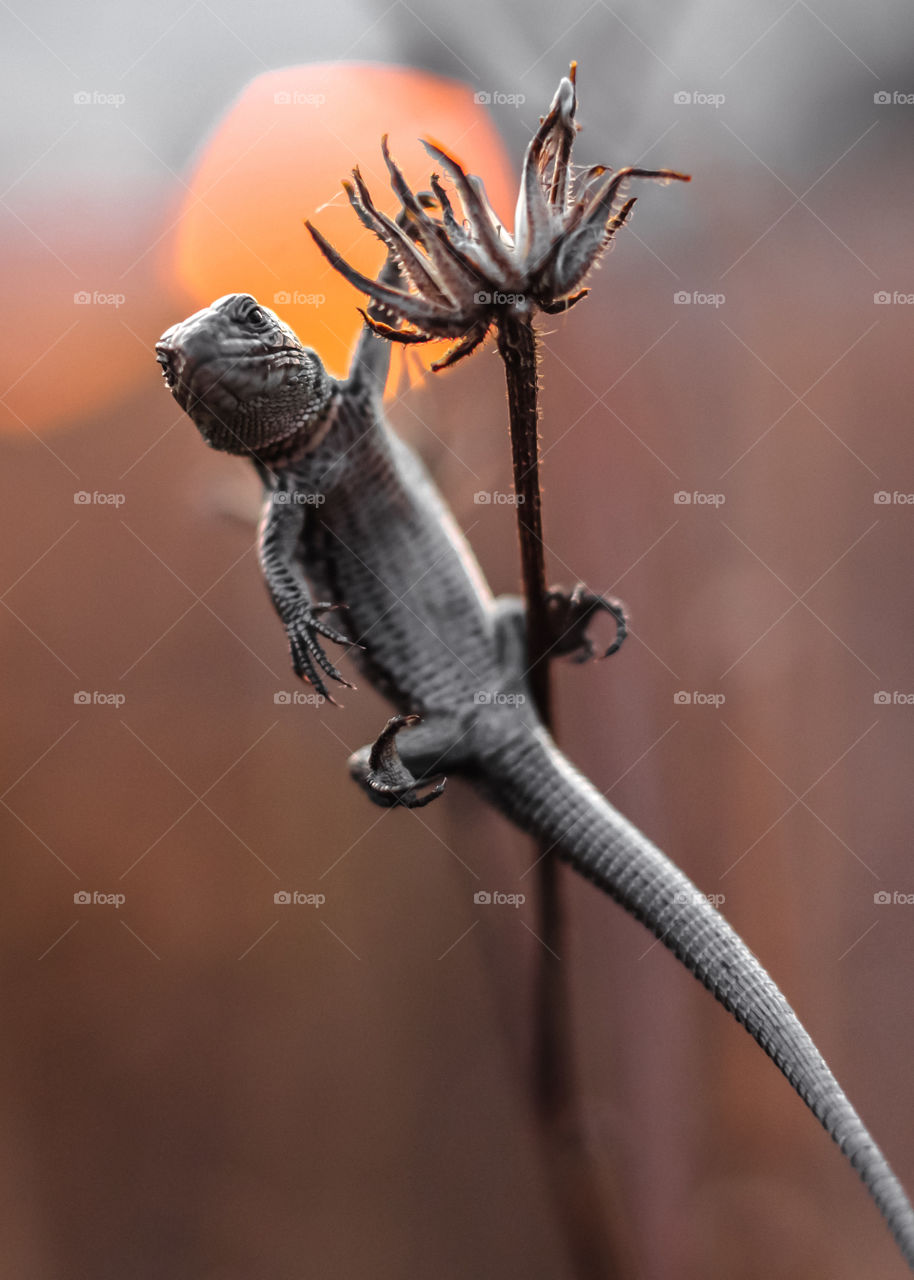 lizard sits on a dry flower