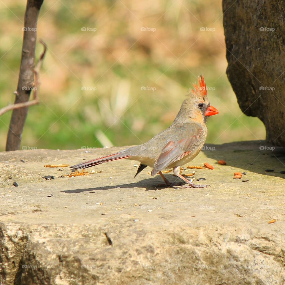 A female cardinal strutting her stuff 