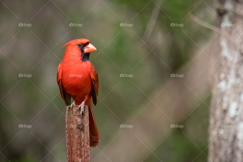 a proud male Cardinal posing on a fence post showing of his stunning red color