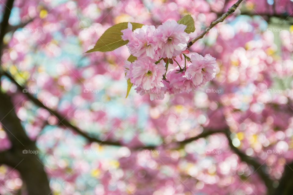 Cherry blossom spring in Malmö Sweden.