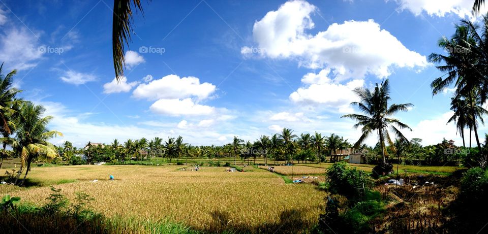 Bali, Rice field in Ubud