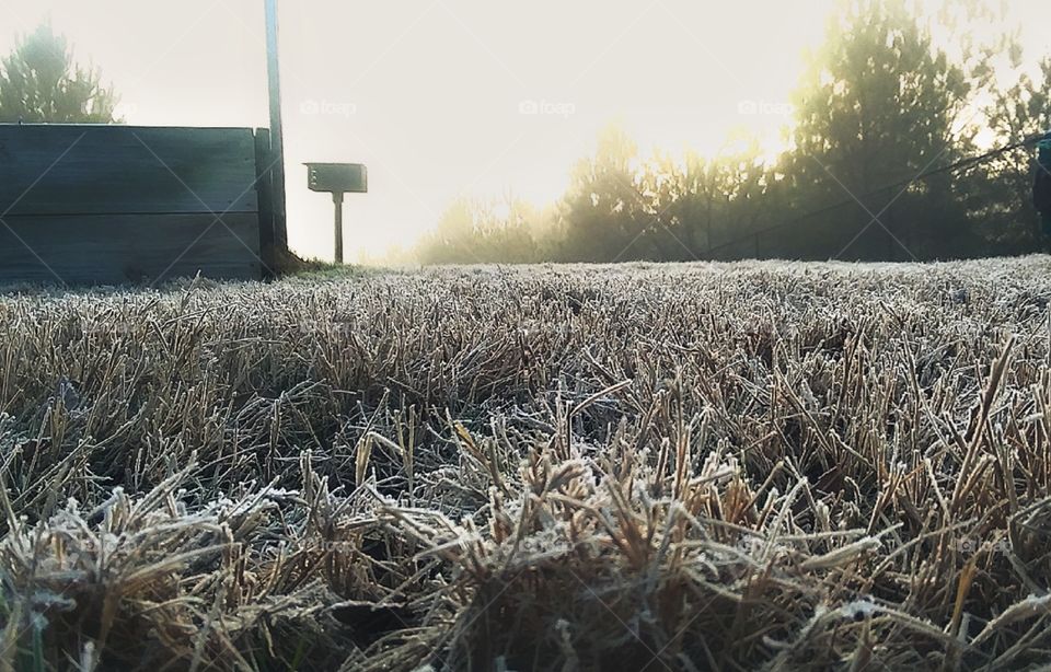 Grass covered in a beautiful layer of frost, thawing out in the warm morning sunshine