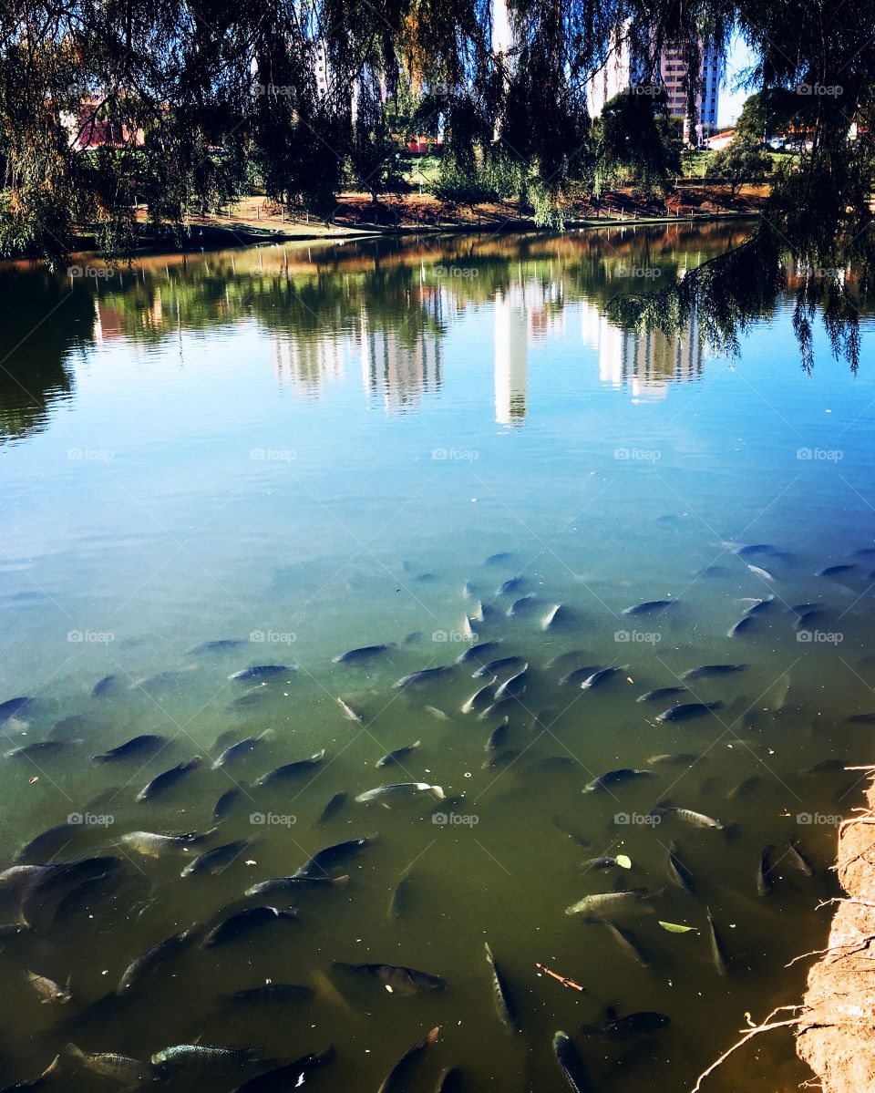 🇺🇸 An incredible photograph of the Eloy Chaves Botanical Park, in Jundiaí.  How not to be inspired by nature? / 🇧🇷 Uma fotografia incrível do Parque Botânico Eloy Chaves, em Jundiaí. Como não se inspirar com a natureza? 
