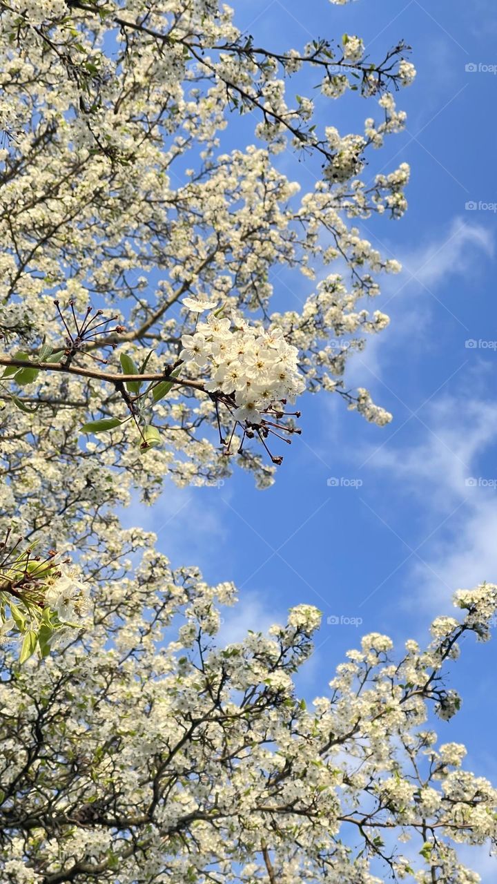 Flowering tree