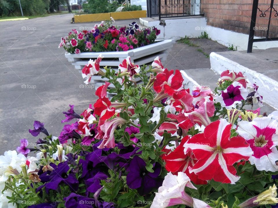 colorful flowers growing in the flowerbeds summer time street art