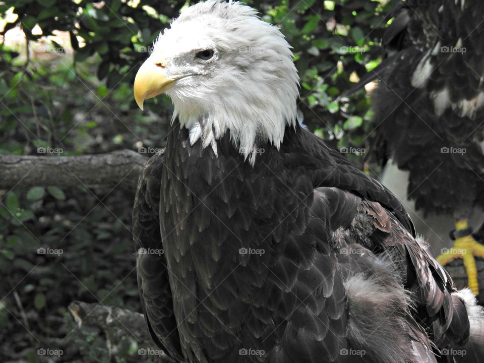 Bald Eagle at Jacksonville Zoo.