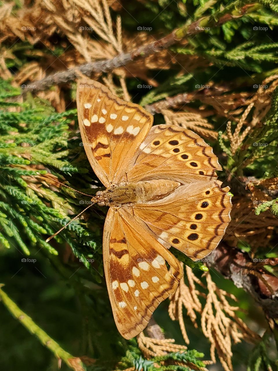 Full wing span Tawny Emperor butterfly  ( Asterocampa clyton ) on a Hollywood juniper tree.