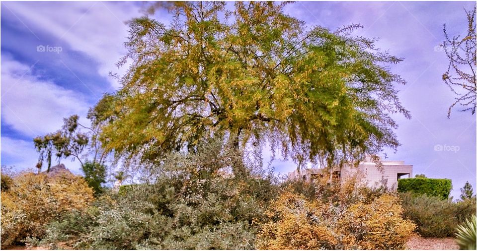 acacia tree in bloom at Arizona Biltmore. acacia tree in bloom