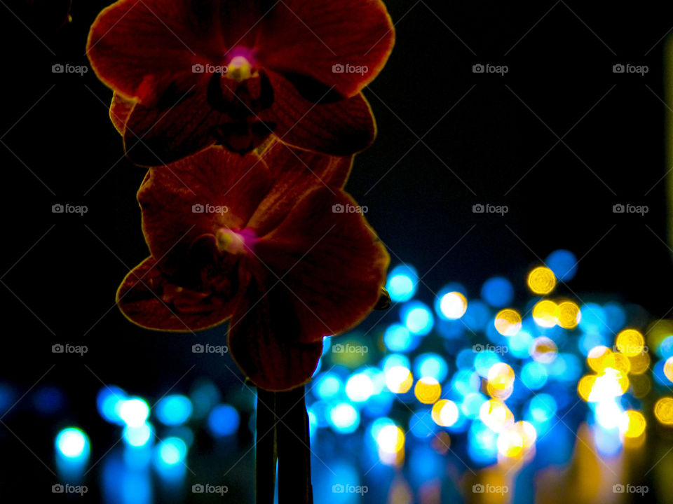 Close-up of flower at night