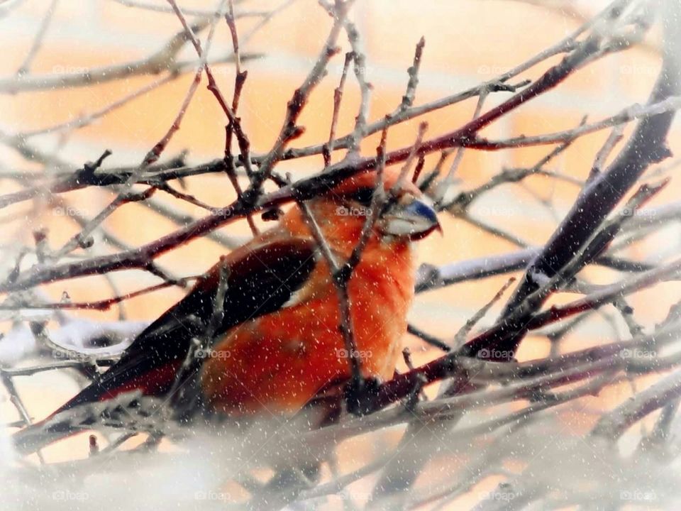 Red bird in winter tree