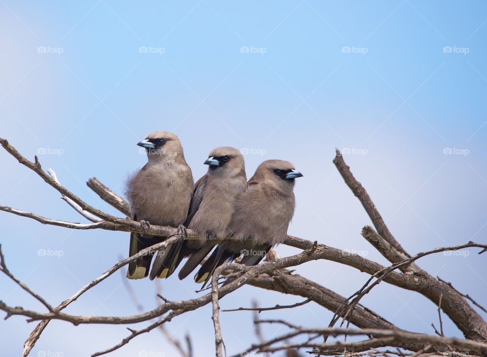 Wood swallows side by side in a tree