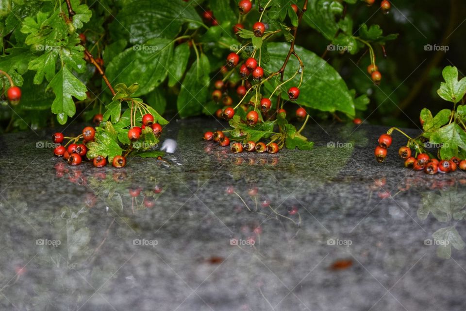 Berrys on some granite