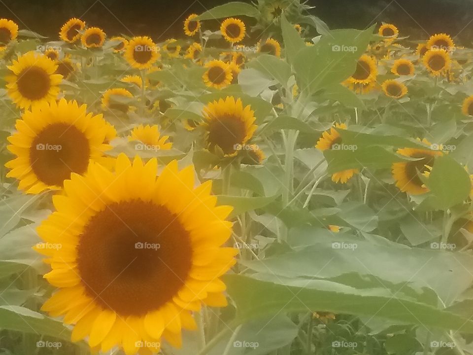 A field of beautiful sunflowers. .