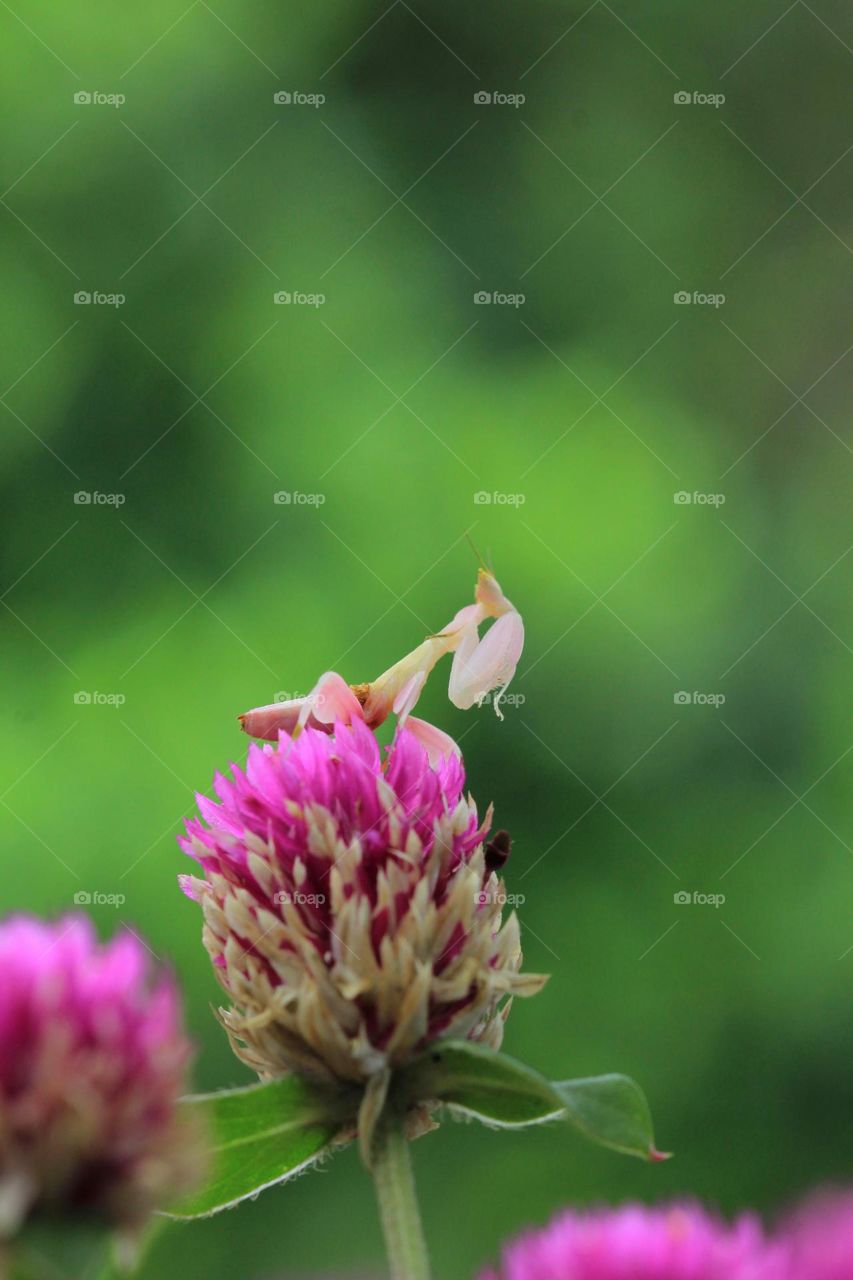 Praying mantis 