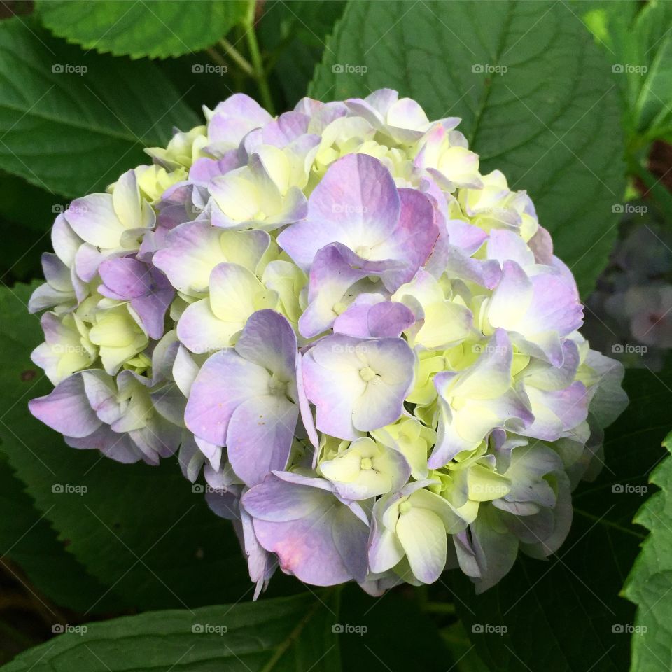 Purple Hydrangea 