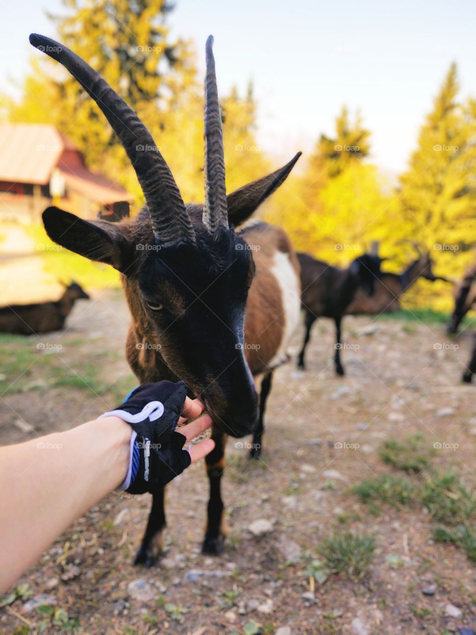 friendly goat with human hand
