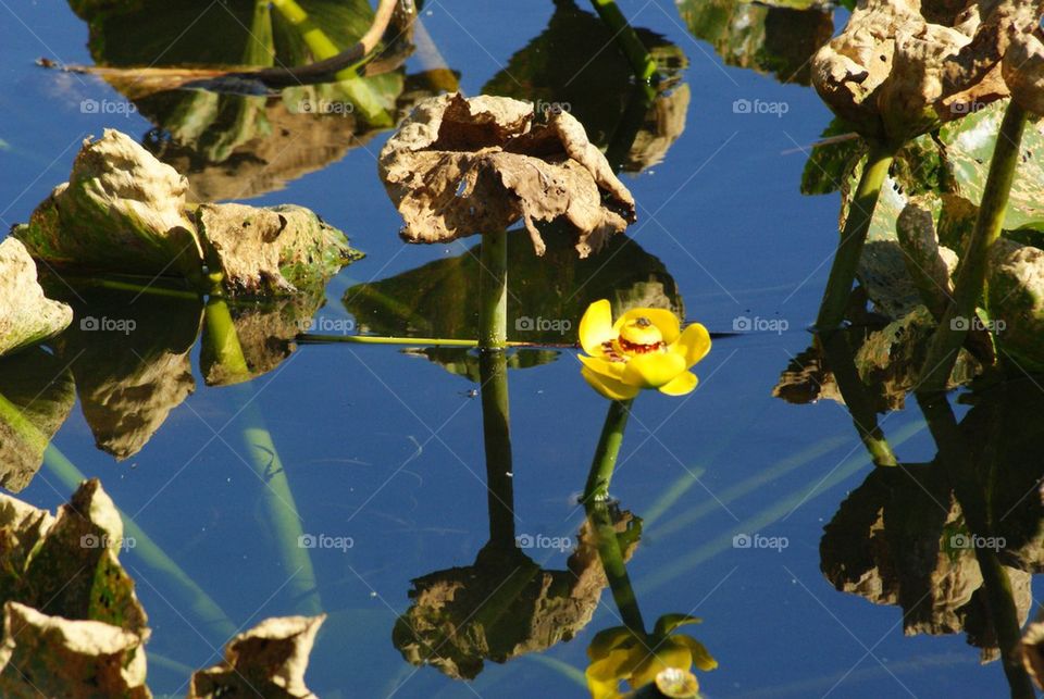 Lily in a Pond