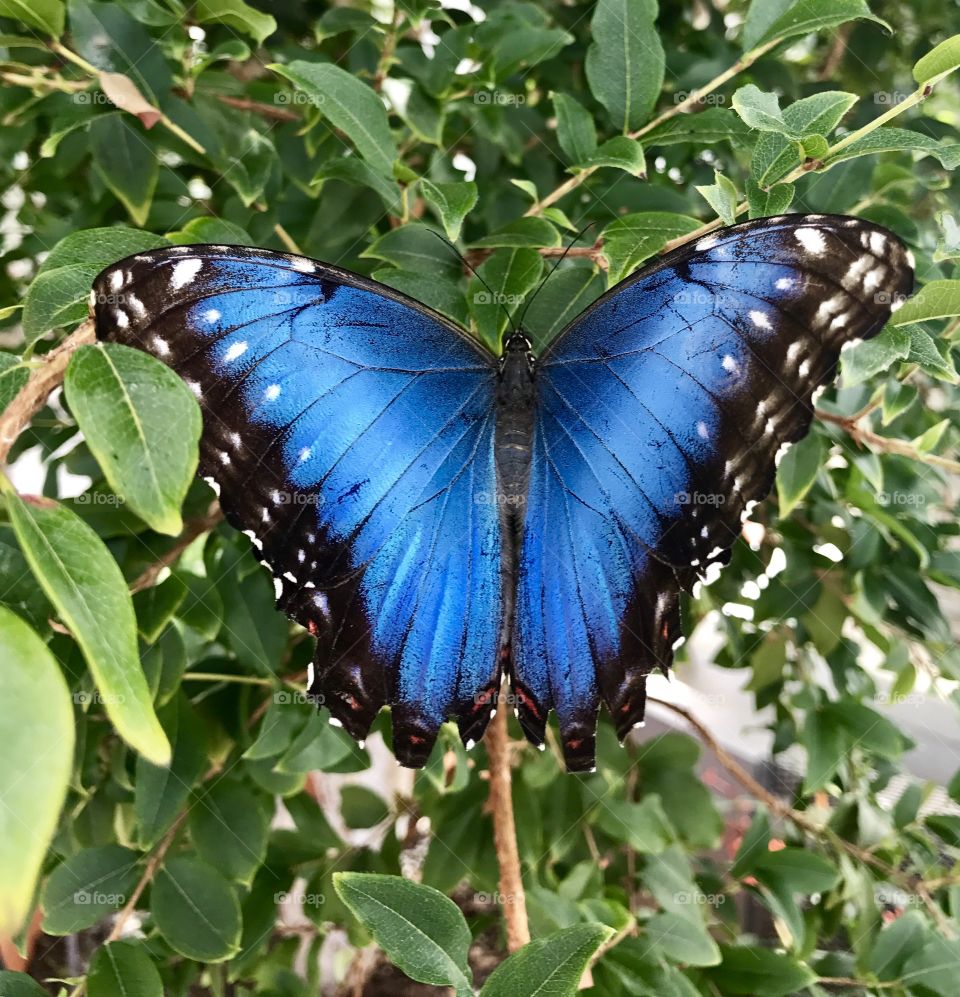 Close-Up Blue Butterfly 