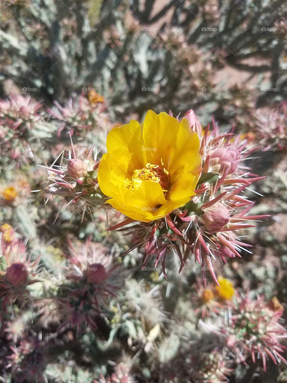 desert cactus blossom