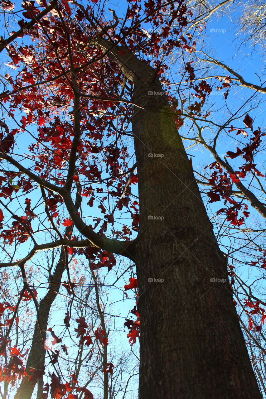 Red oak tree in fall in Pennsylvania 