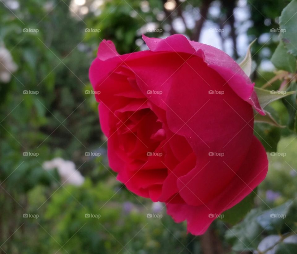 Rose. Rose in the garden