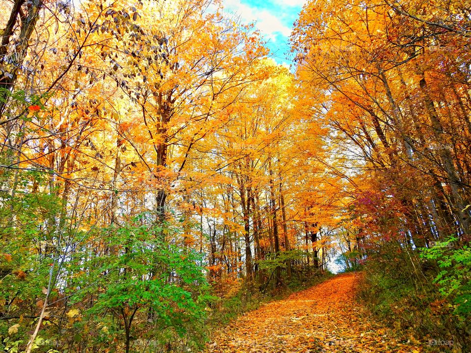 Hiking in the woods on a beautiful fall day in Indiana 